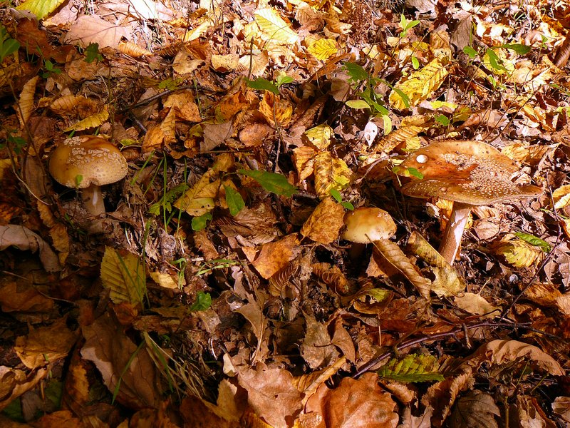 Amanita rubescens Amanite rougissante 002